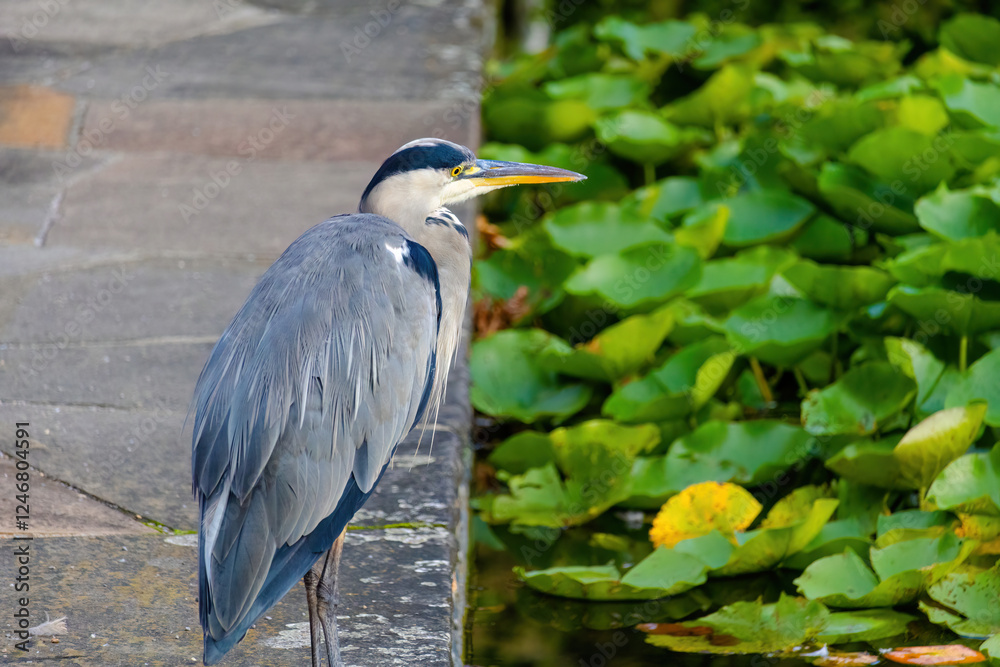 The eastern great egret, a white heron in the genus Ardea, fishing at calm water in lake