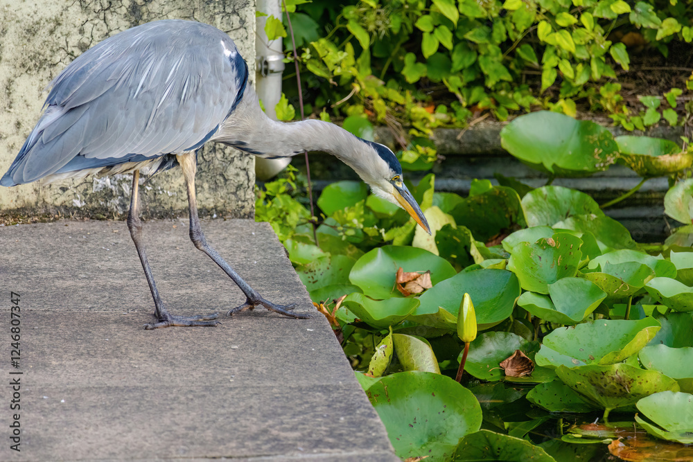 The eastern great egret, a white heron in the genus Ardea, fishing at calm water in lake