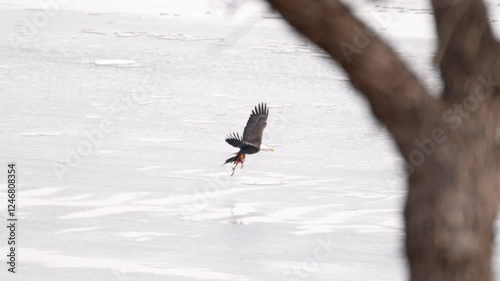 bald eagle flies with dead goose carcass across frozen lake fleeing other birds