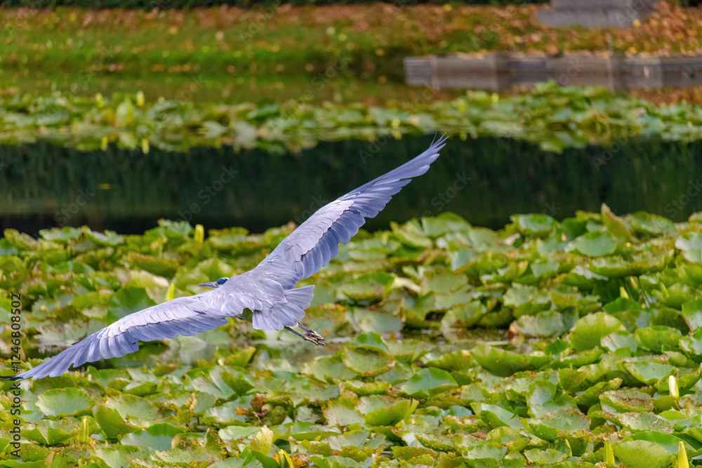Grey Heron is flying over a pond with lily pads. The water is calm and the sky is clear