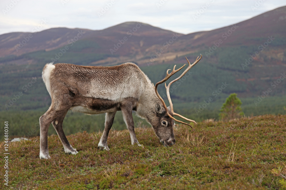 Side view of a grazing Reindeer, Cairngorms Scotland
Side view of a grazing Reindeer, Cairngorms Scotland