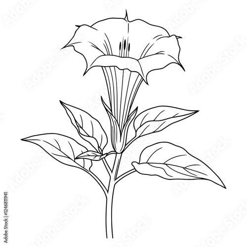 Line art Jimsonweed flower silhouette vector design, white background.