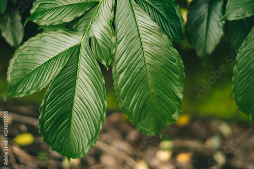 Green leaves of chestnut tree photo