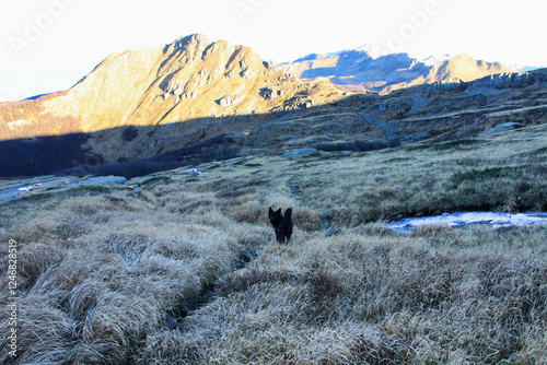 un cagnetto sul sentiero nell'appennino parmense presso il passo di Compione photo