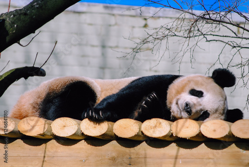 giant panda bear