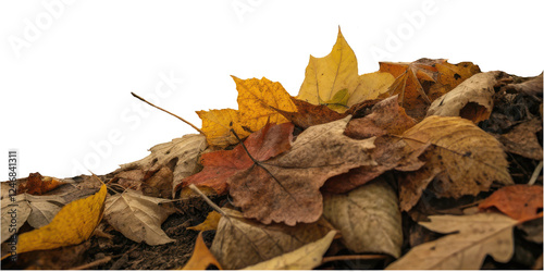 Colorful Autumn Leaves Lying on Ground in Natural Setting Perfect for Seasonal and Nature Photography