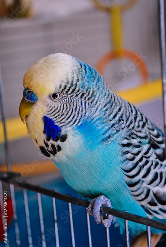 blue and yellow parrot
