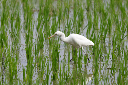 Photography Cattle egret walking on a paddy field