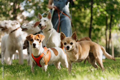 Sticker young woman Professional dog walker or pet sitter walks a pack of cute dogs of different breeds and rescue dogs on leash on city street