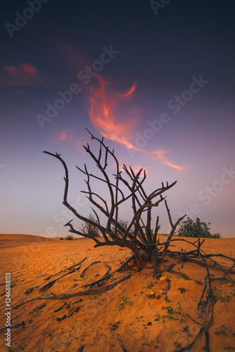 Shrub growing on a sand dune in the desert at sunset, United Arab Emirates photo