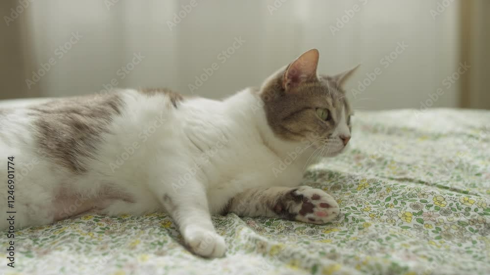 Cat Grooming Itself While Relaxing on a Bed Cat Grooming Itself While Relaxing on a Bed