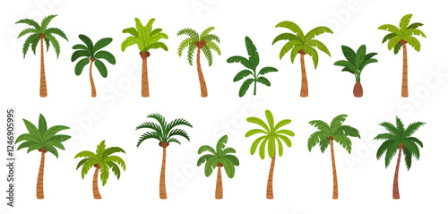 Palm tree. Tropical trees. Hawaii resort nature tree with exotic leaves, coconut, banana, trunk and fruits. Jungle summer plants on paradise, island, resort. Vector set