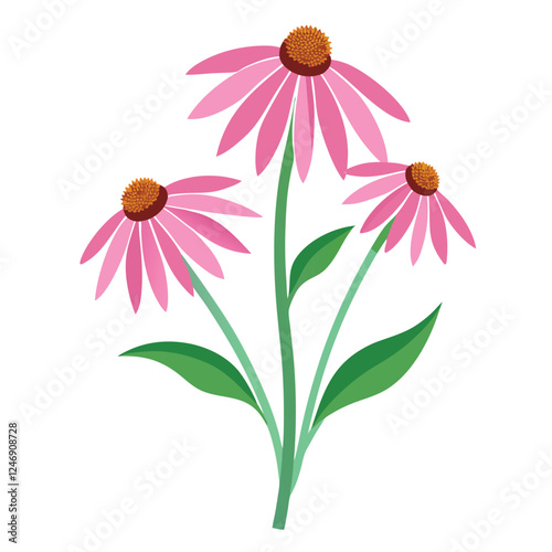 Pink daisy flower isolated on white
