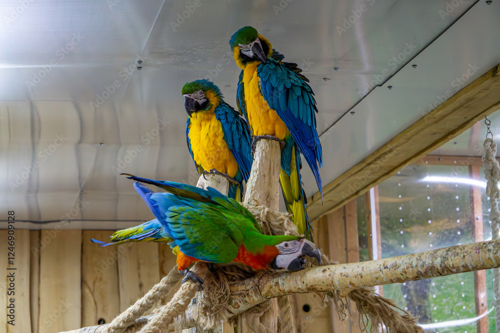 Obraz premium large colorful macaw parrots sitting on wood. tame large wild exotic birds.