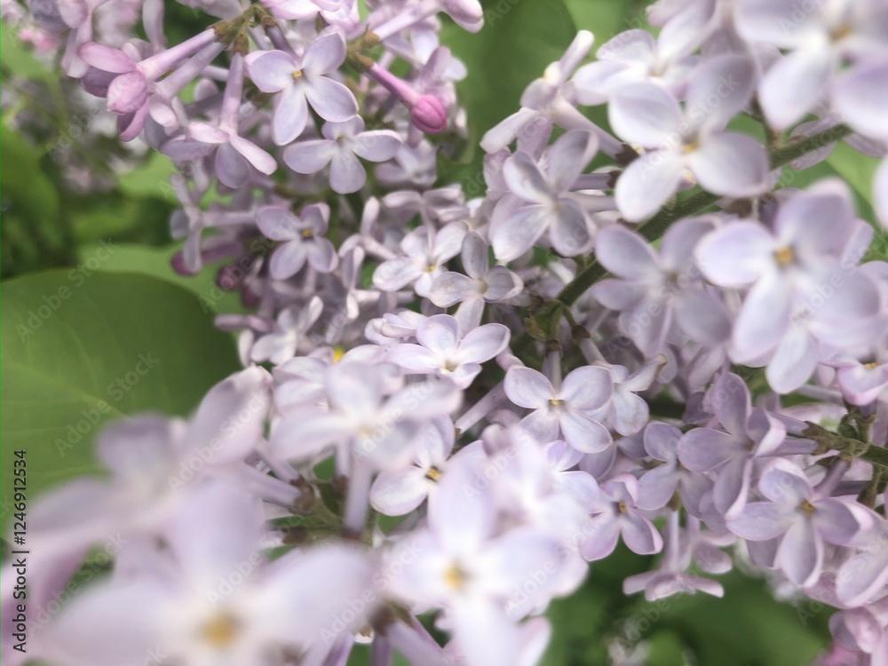 Branch of beautiful lilac flowers. Floral theme background. Branch of beautiful lilac flowers. Floral theme background.