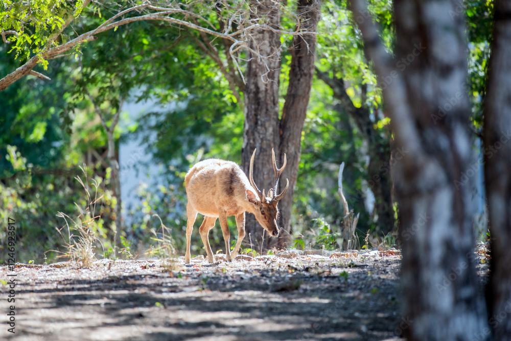 Javan rusa foraging in the woods, Komodo National Park, Flores, East Nusa Tenggara, Indonesia Javan rusa foraging in the woods, Komodo National Park, Flores, East Nusa Tenggara, Indonesia