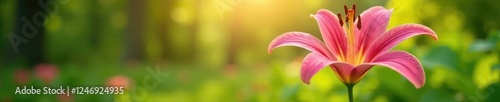 A stunning pink lily plant rises above the lush greenery in the sun, summer, blossom photo