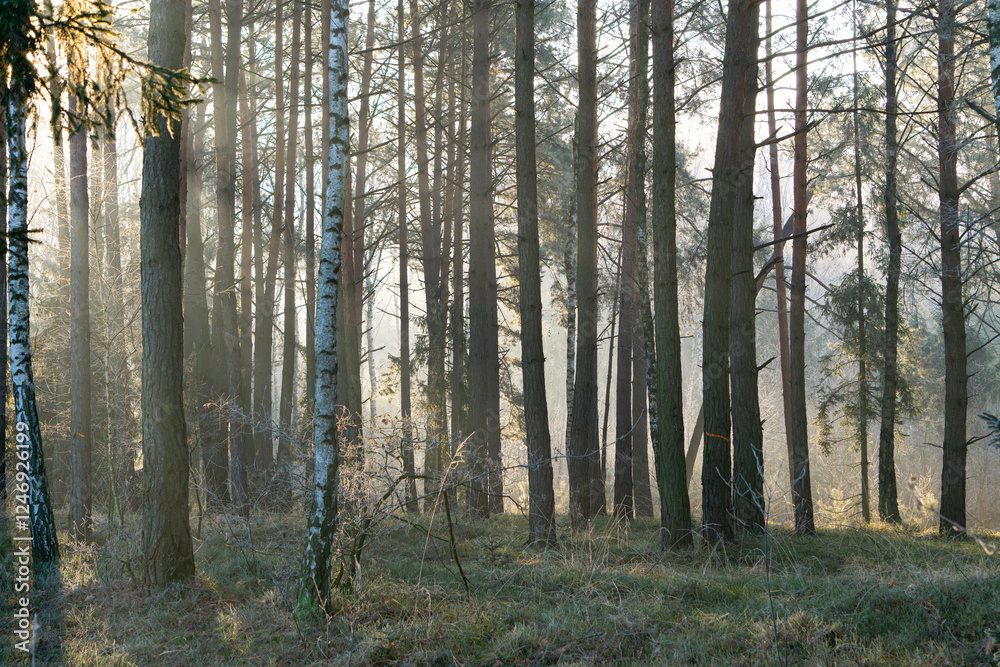 Naklejka premium sun rays in the winter forest in the morning. streaks of sunlight shining through trees in a mixed, coniferous and deciduous forest. morning in the forest. winter dawn. magic forest.