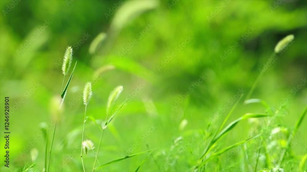 Exploring the tranquil beauty of a lush green forest with fresh grass and a snail on a serene spring day Exploring the tranquil beauty of a lush green forest with fresh grass and a snail on a serene spring day