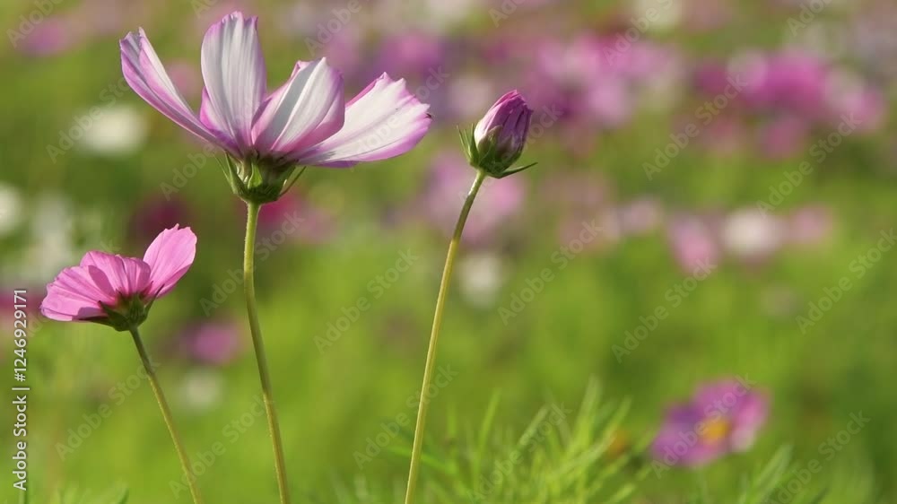 Vibrant flowers bloom under the spring sunshine in a tranquil nature setting Vibrant flowers bloom under the spring sunshine in a tranquil nature setting