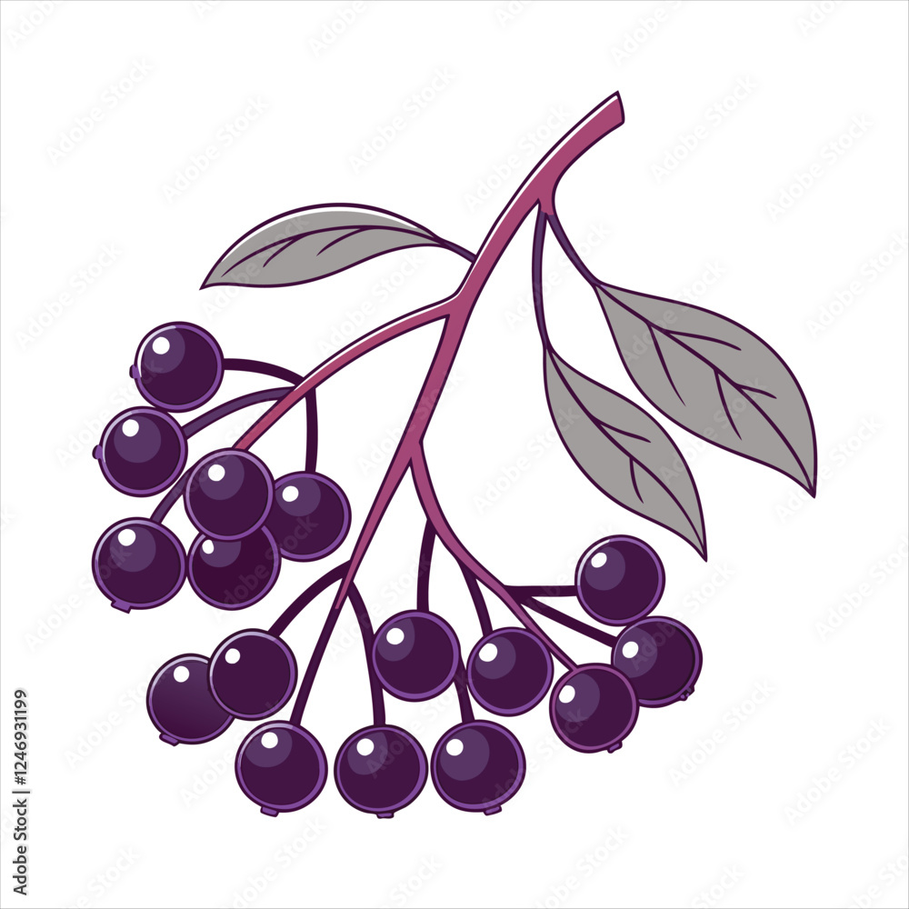 Obraz premium Elderberry fruit vector art illustration
