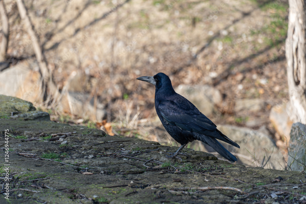 Bird rook perching and looking in early spring in city park. Crow with black feather and bare beak. Corvus frugilegus is species of genus corvus. Gregarious eurasian of passerine bird animals in wild. Bird rook perching and looking in early spring in city park. Crow with black feather and bare beak. Corvus frugilegus is species of genus corvus. Gregarious eurasian of passerine bird animals in wild.