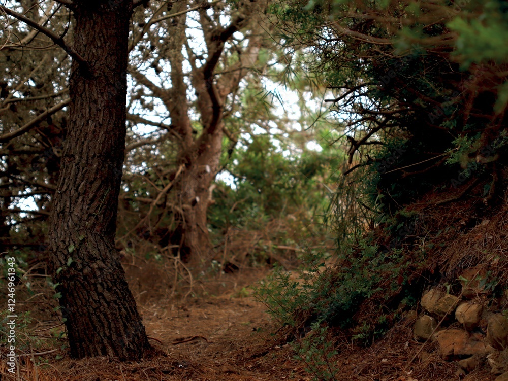 A close-up of the forested area. Wild trees. Forest landscape. Evergreen trees. Survival. Cover. Postcard. Picture. Background. Bokeh. A close-up of the forested area. Wild trees. Forest landscape. Evergreen trees. Survival. Cover. Postcard. Picture. Background. Bokeh.