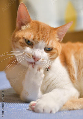 前足の爪を噛む猫
