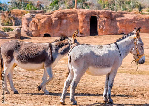 Um casal de burros 