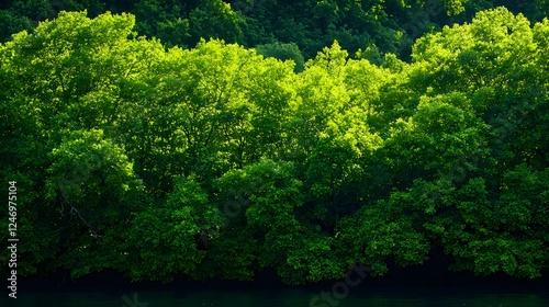 Lush Green Mangrove Forest in Bright Sunlight