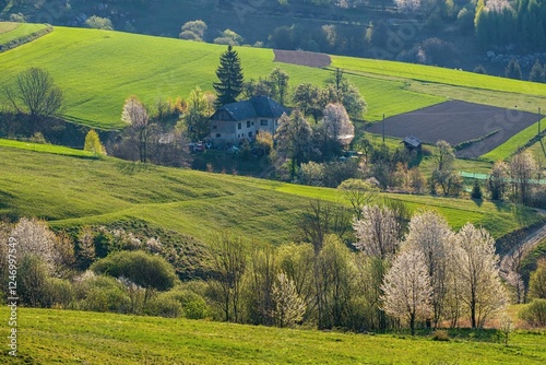 Picturesque spring meadow with blooming cherry tree. Spring paradise with blooming trees. Historic agrarian landscape, Hrinovske lazy, Slovak republic. Travel destination. Seasonal natural scene. 