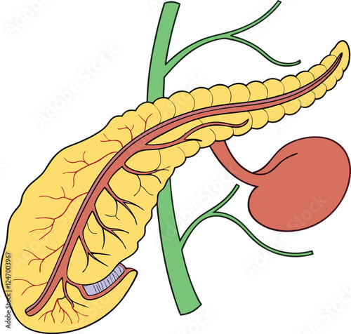 Pancrea. vector art with white background. Pancreas human organ, medical model in cartoon style isolated on white background stock vector illustration .