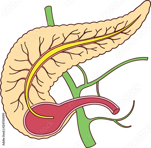 Pancrea. vector art with white background. Pancreas human organ, medical model in cartoon style isolated on white background stock vector illustration .