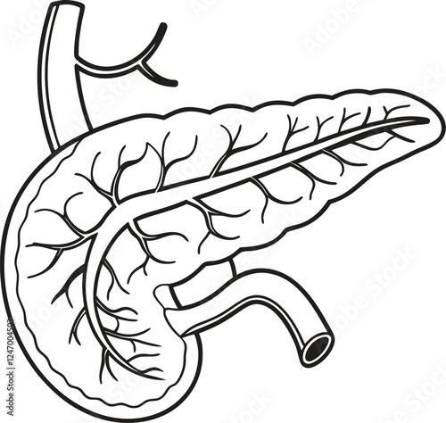 Pancrea. vector art with white background. Pancreas human organ, medical model in cartoon style isolated on white background stock vector illustration .