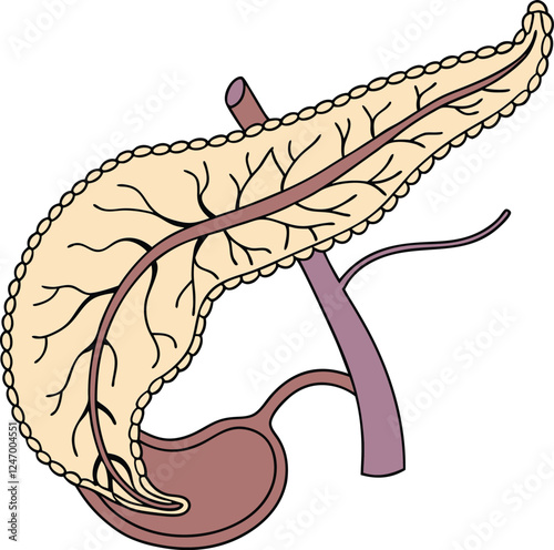 Pancrea. vector art with white background. Pancreas human organ, medical model in cartoon style isolated on white background stock vector illustration .