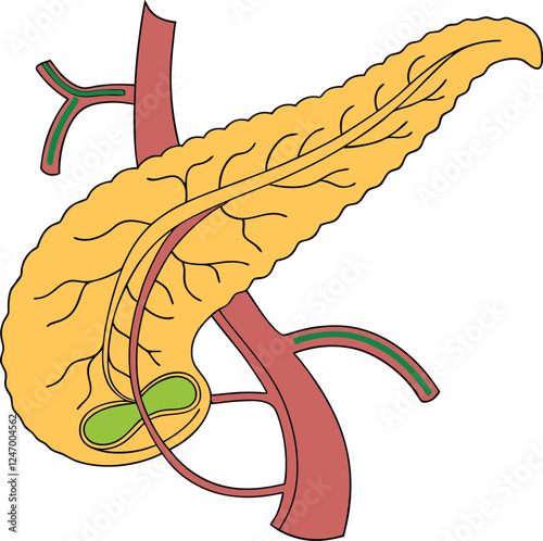 Pancrea. vector art with white background. Pancreas human organ, medical model in cartoon style isolated on white background stock vector illustration .
