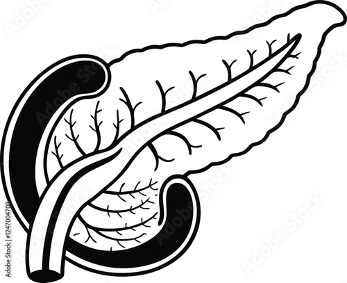 Pancrea. vector art with white background. Pancreas human organ, medical model in cartoon style isolated on white background stock vector illustration .