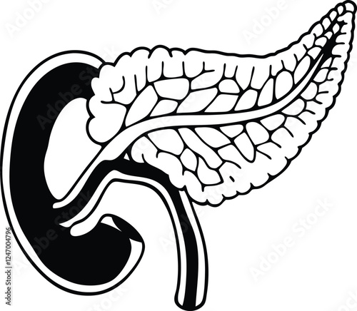 Pancrea. vector art with white background. Pancreas human organ, medical model in cartoon style isolated on white background stock vector illustration .
