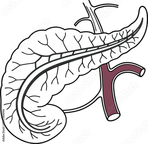 Pancrea. vector art with white background. Pancreas human organ, medical model in cartoon style isolated on white background stock vector illustration .