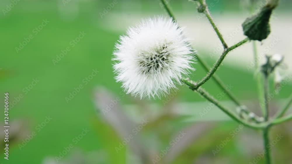 Live visuals of blooming flowers in a vibrant spring meadow filled with colorful floral displays Live visuals of blooming flowers in a vibrant spring meadow filled with colorful floral displays