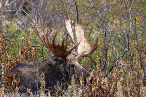 Bull Moose in Grand Teton National Park Wyoming in Autumn photo