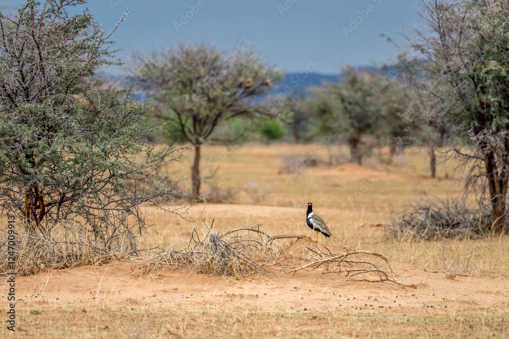 Northern Black Korhaan on ground at green desert countryside of Waterberg plateau, near Otjiwarongo, Namibia