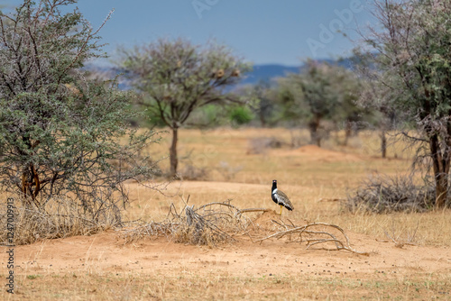 Obraz na płótnie Northern Black Korhaan on ground at green desert countryside of Waterberg plateau, near Otjiwarongo, Namibia w salonie