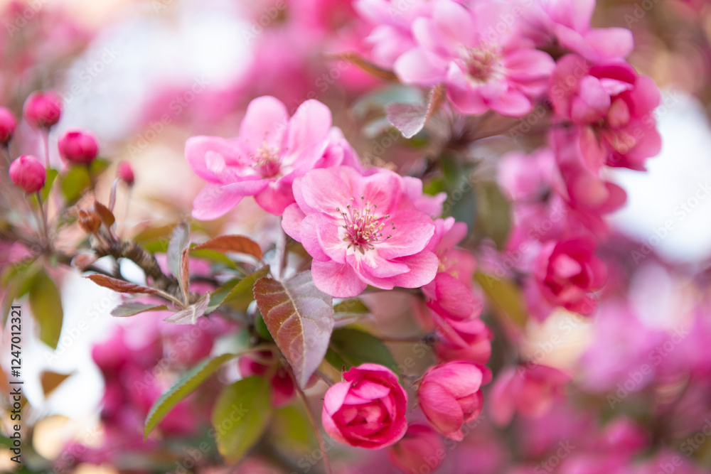 Obraz premium macro photo of blossoming sakura blooming on branch. photo of blossoming sakura bloom.