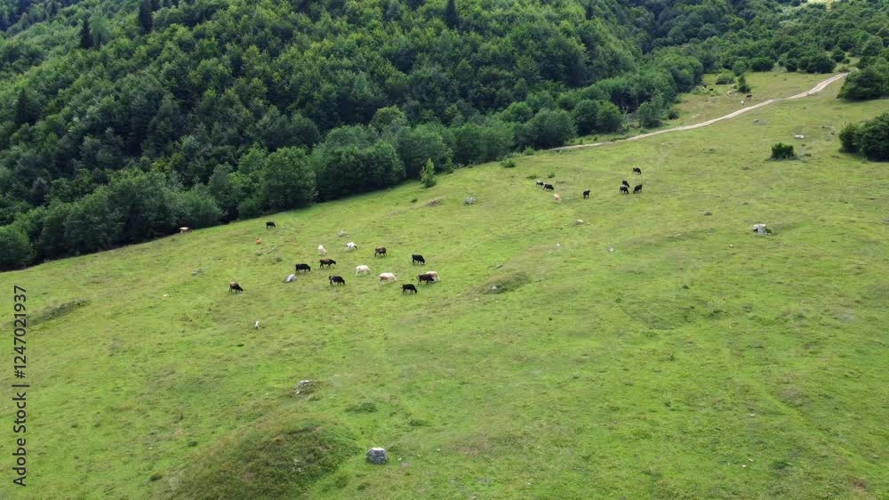Cows graze peacefully on green meadow bordered by dense forest, representing quintessence of rural landscape with calm pastoral atmosphere Drone footage. Cows graze peacefully on green meadow bordered by dense forest, representing quintessence of rural landscape with calm pastoral atmosphere Drone footage.