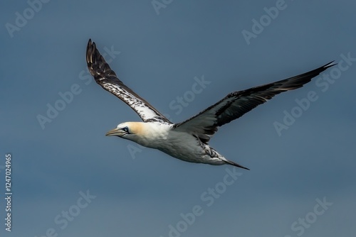 Wallpaper Mural Flying Juvenile Seabird Northern Gannet (Morus Bassanus) On Island Bass Rock In The Atlantic Ocean Of Firth of Forth At North Berwick Near Edinburgh In Scotland Torontodigital.ca