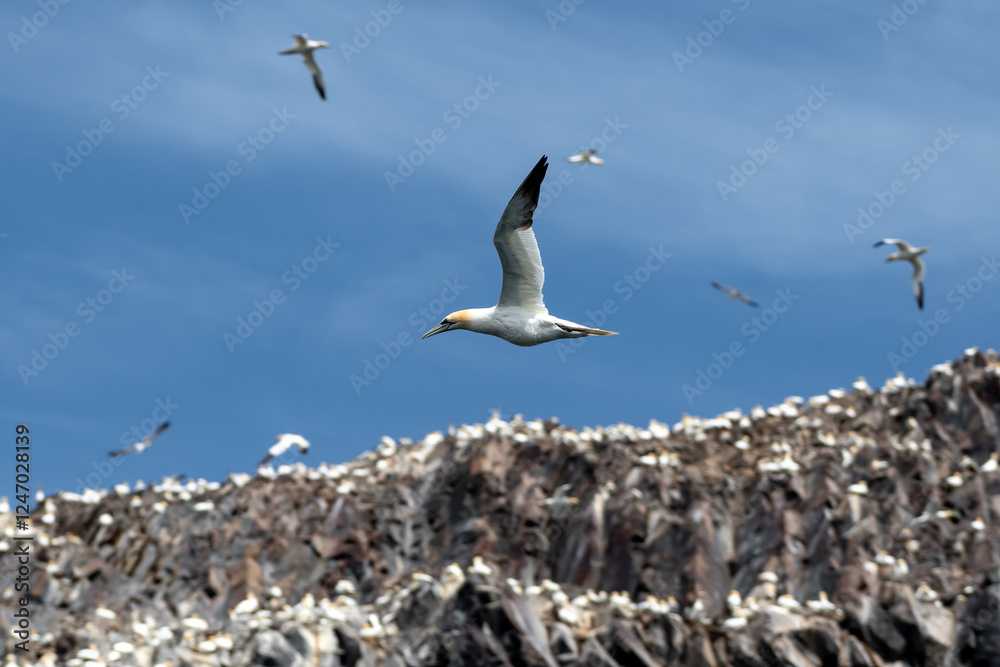 Colony Of Nesting Seabirds Northern Gannets (Morus Bassanus) On Bass Rock Island In The Atlantic Ocean Of Firth of Forth At North Berwick Near Edinburgh In Scotland Colony Of Nesting Seabirds Northern Gannets (Morus Bassanus) On Bass Rock Island In The Atlantic Ocean Of Firth of Forth At North Berwick Near Edinburgh In Scotland
