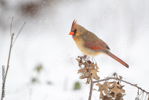 Female northern cardinal perched in a tree during snow storm