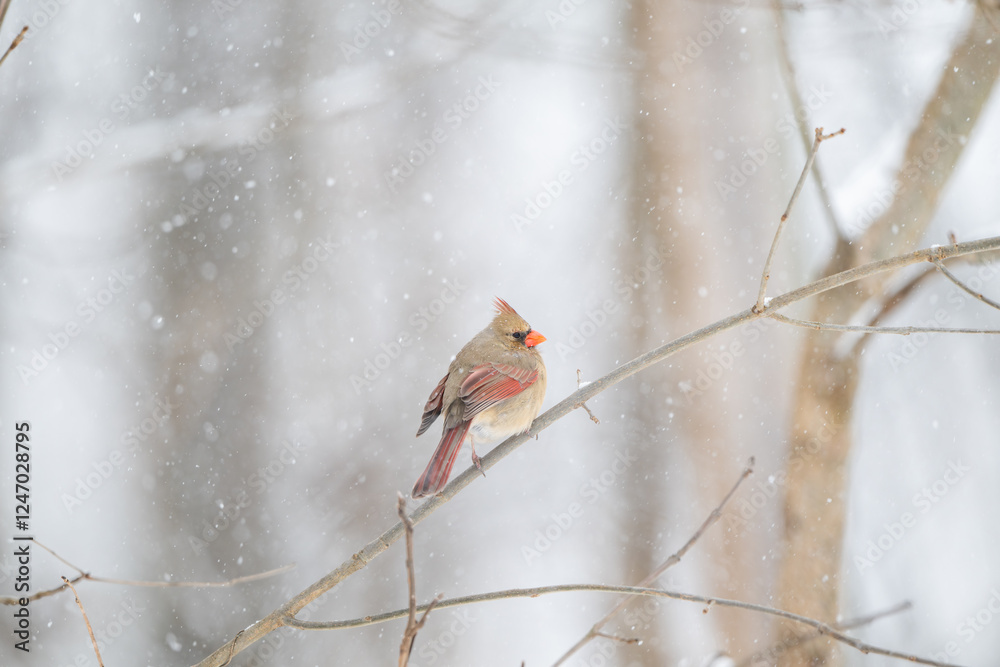 Female northern cardinal perched in a tree during snow storm