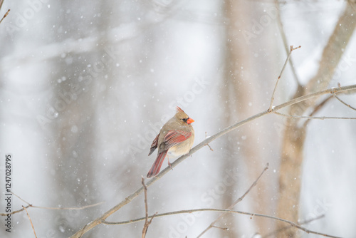 Obraz na płótnie Female northern cardinal perched in a tree during snow storm w salonie